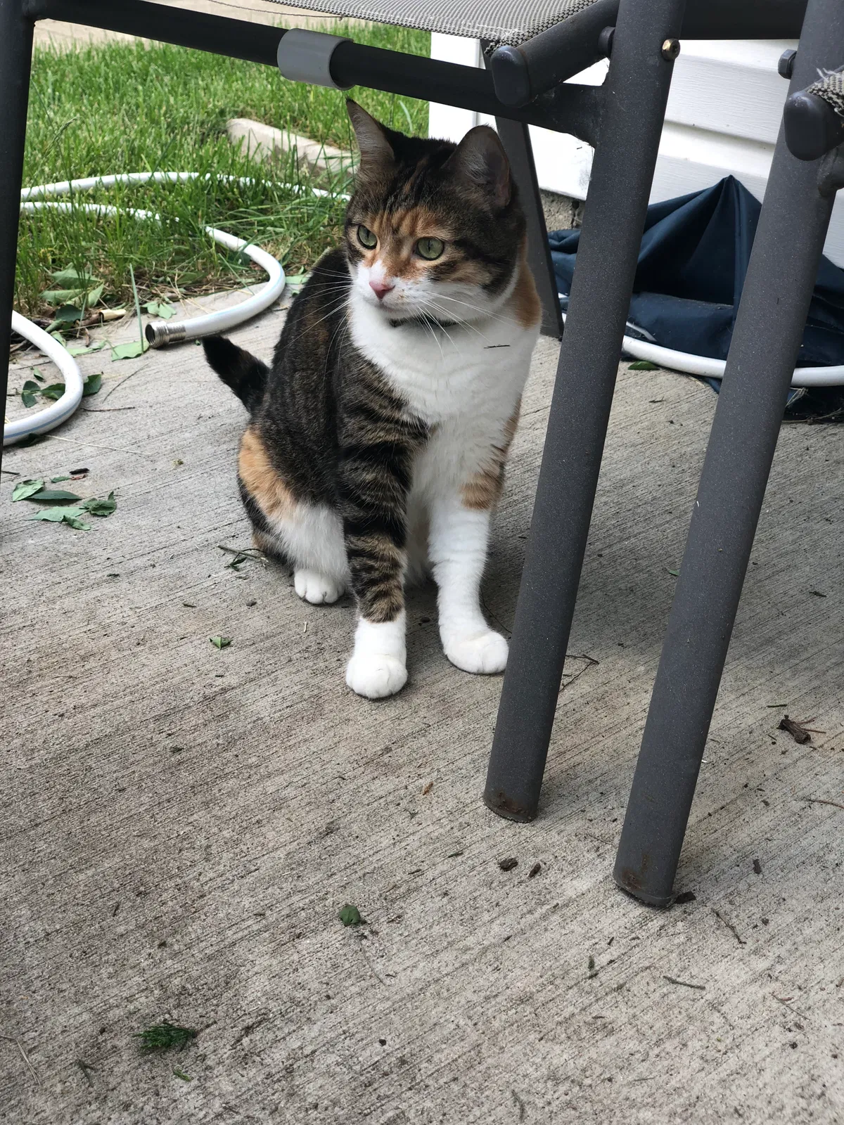 Lost cat in Unknown, OH, 46086