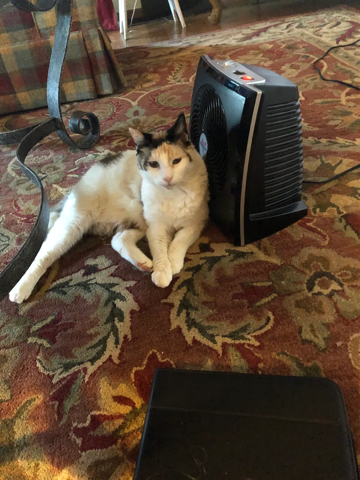 Lost cat in Walnut Creek, CA, 94596