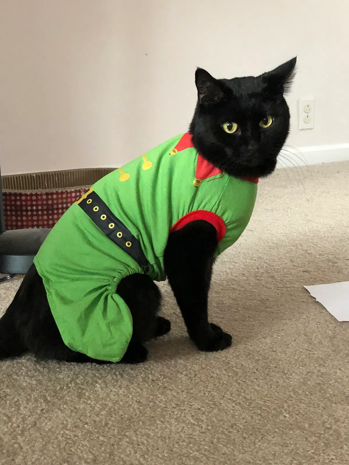 Lost cat in Pittsburgh, PA, 15201
