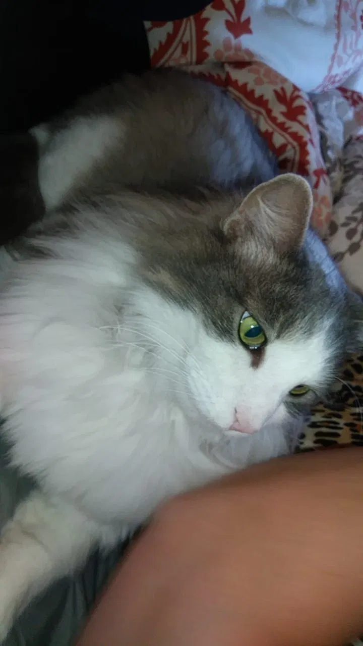 Lost cat in Center Line, MI, 48015