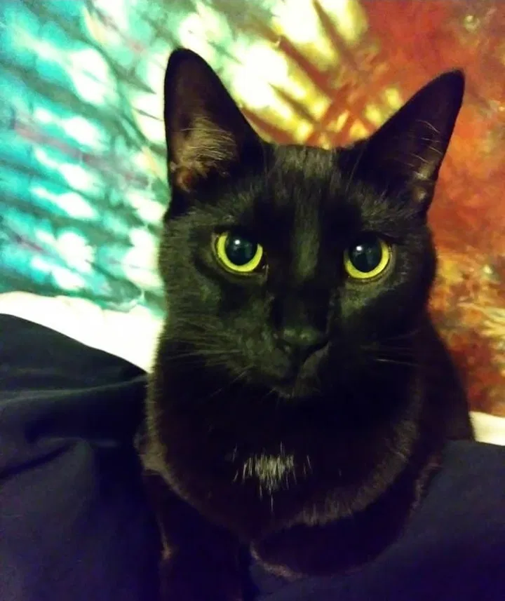 Lost cat in Denton, TX, 76201