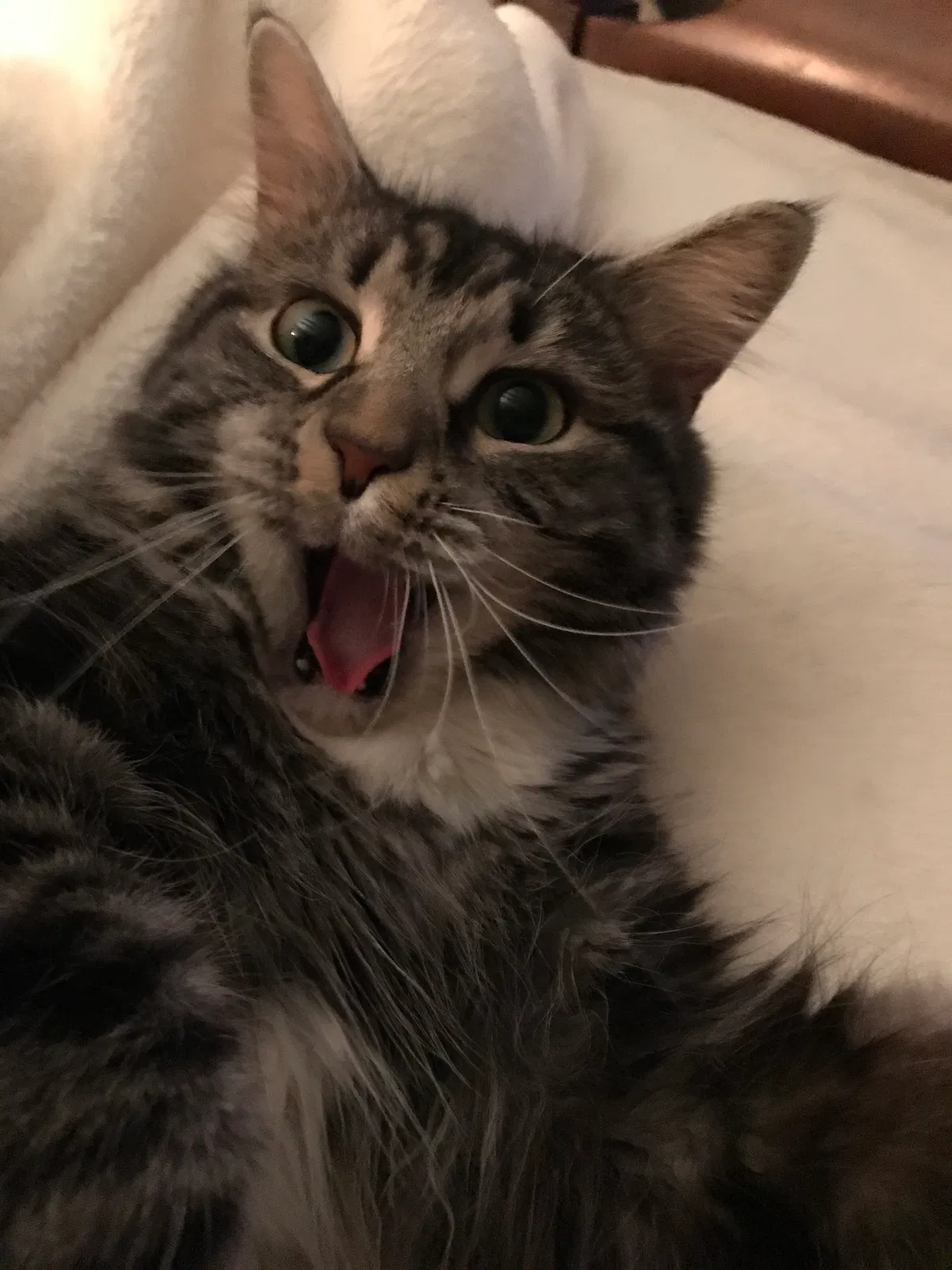 Lost cat in Kennett Square, PA, 19348
