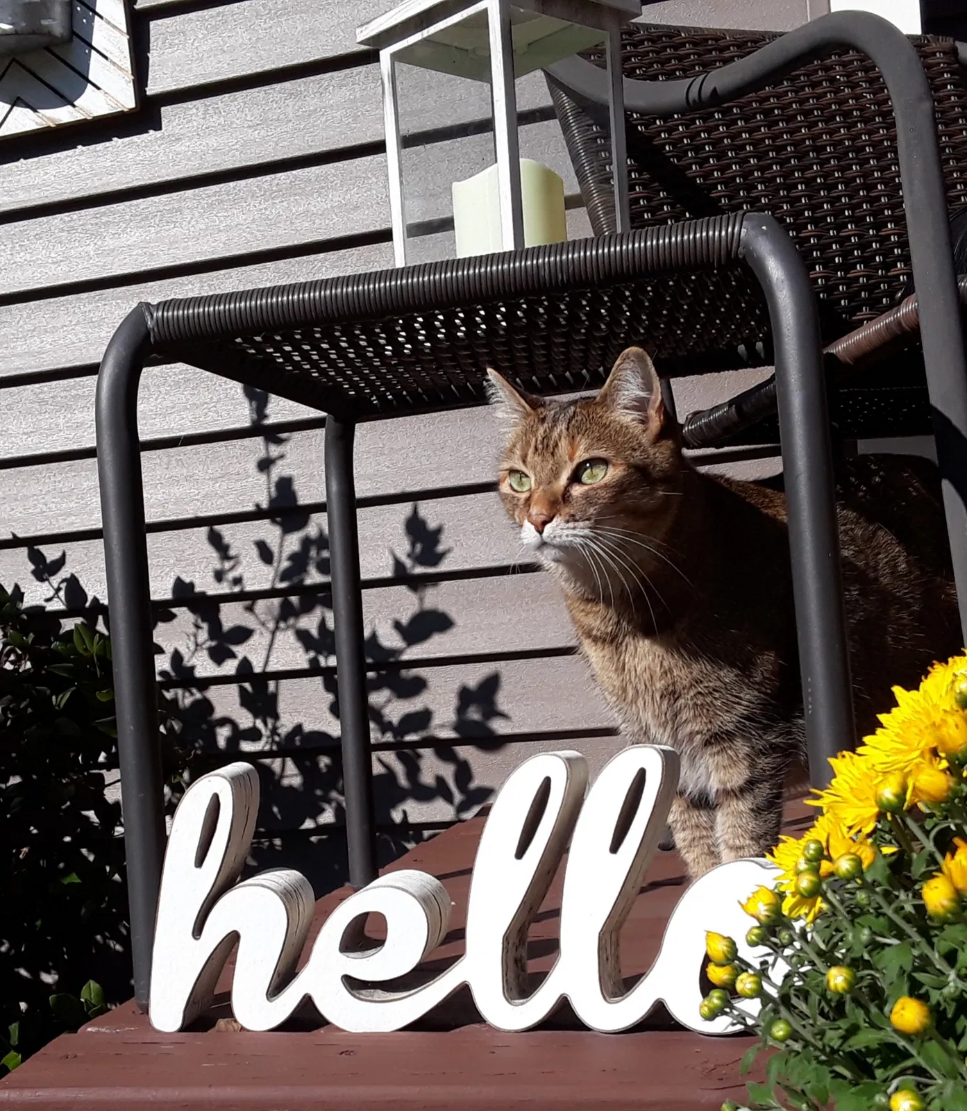 Lost cat in Holland, MI, 49424