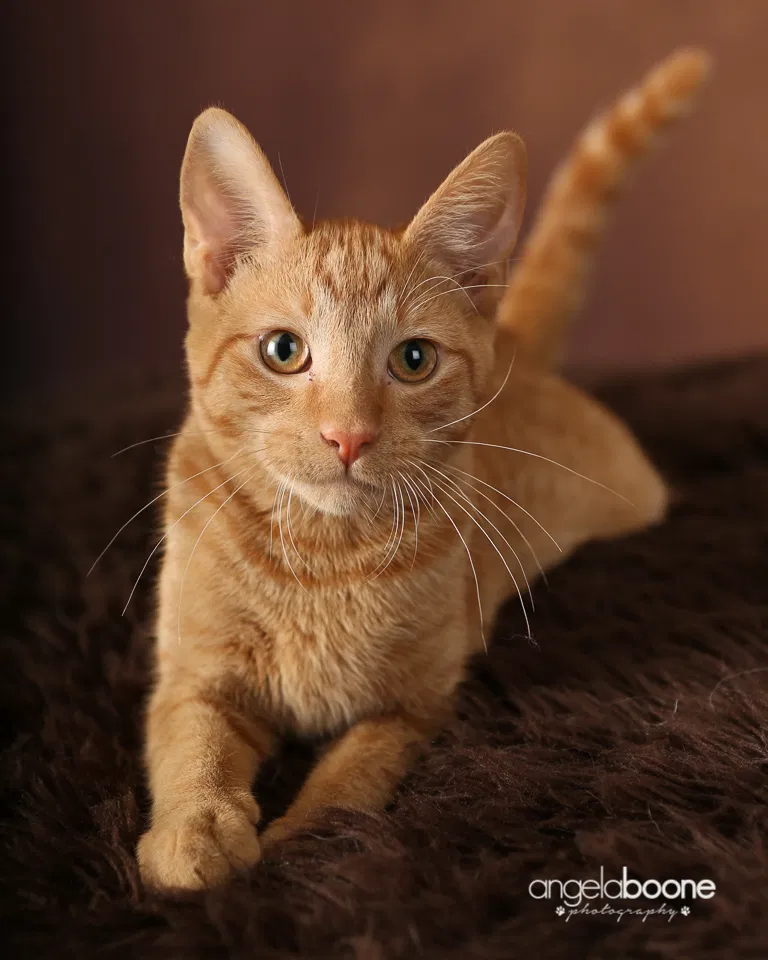 Lost cat in Minneapolis, MN, 55412