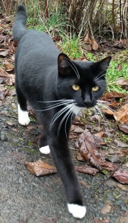 Lost cat in Gresham, OR, 97080