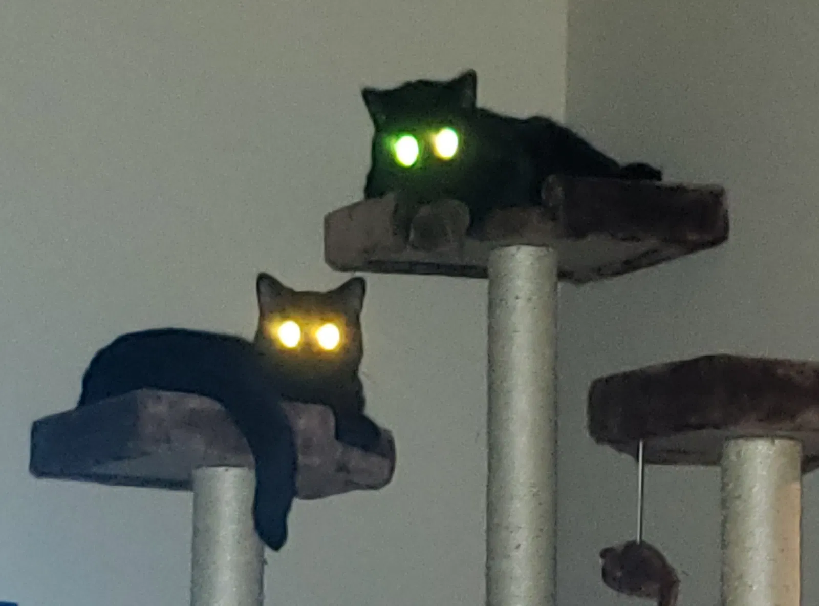Lost cat in Auburn, WA, 98092