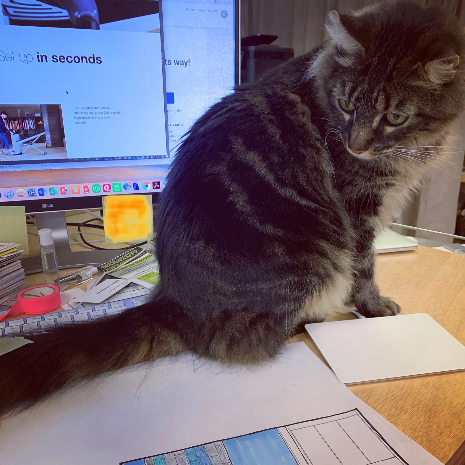 Lost cat in Dallas, TX, 75229