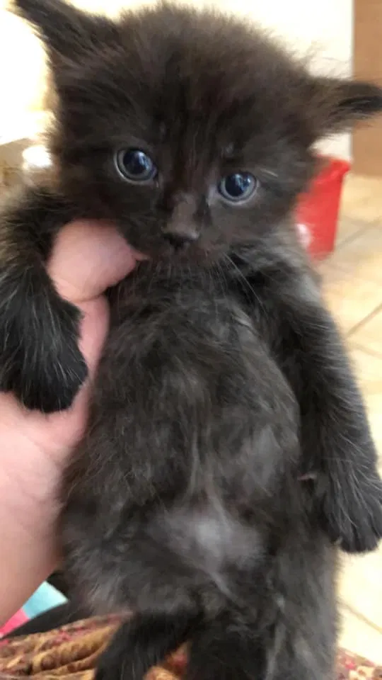 Lost cat in Columbus, OH, 43228