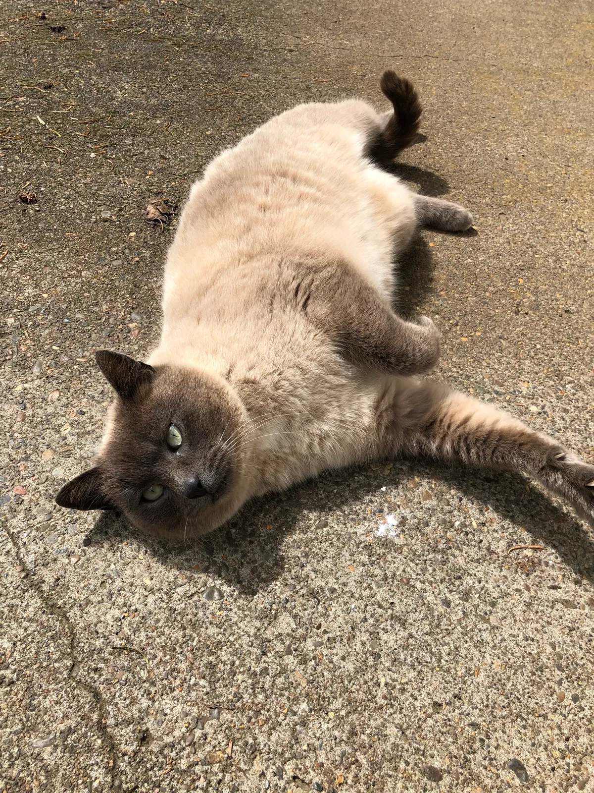 Lost cat in Sherwood, OR, 97140