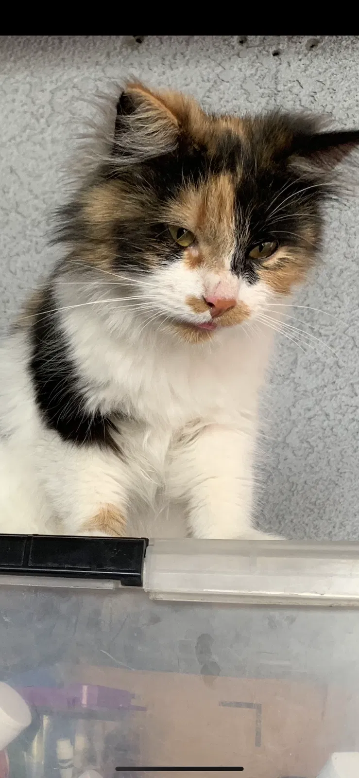 Lost cat in Alhambra, CA, 91803
