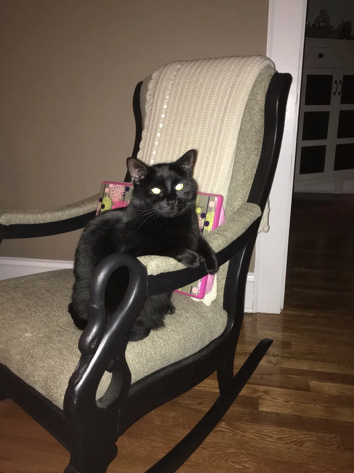 Lost cat in Stanley, NC, 28164