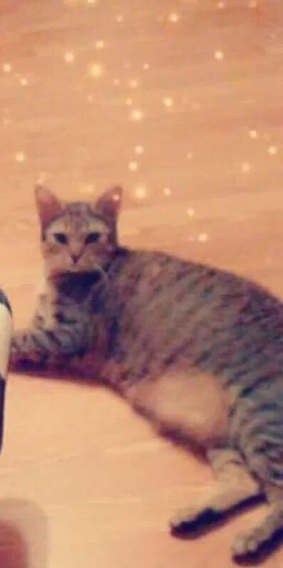 Lost cat in Cleveland, TX, 77328