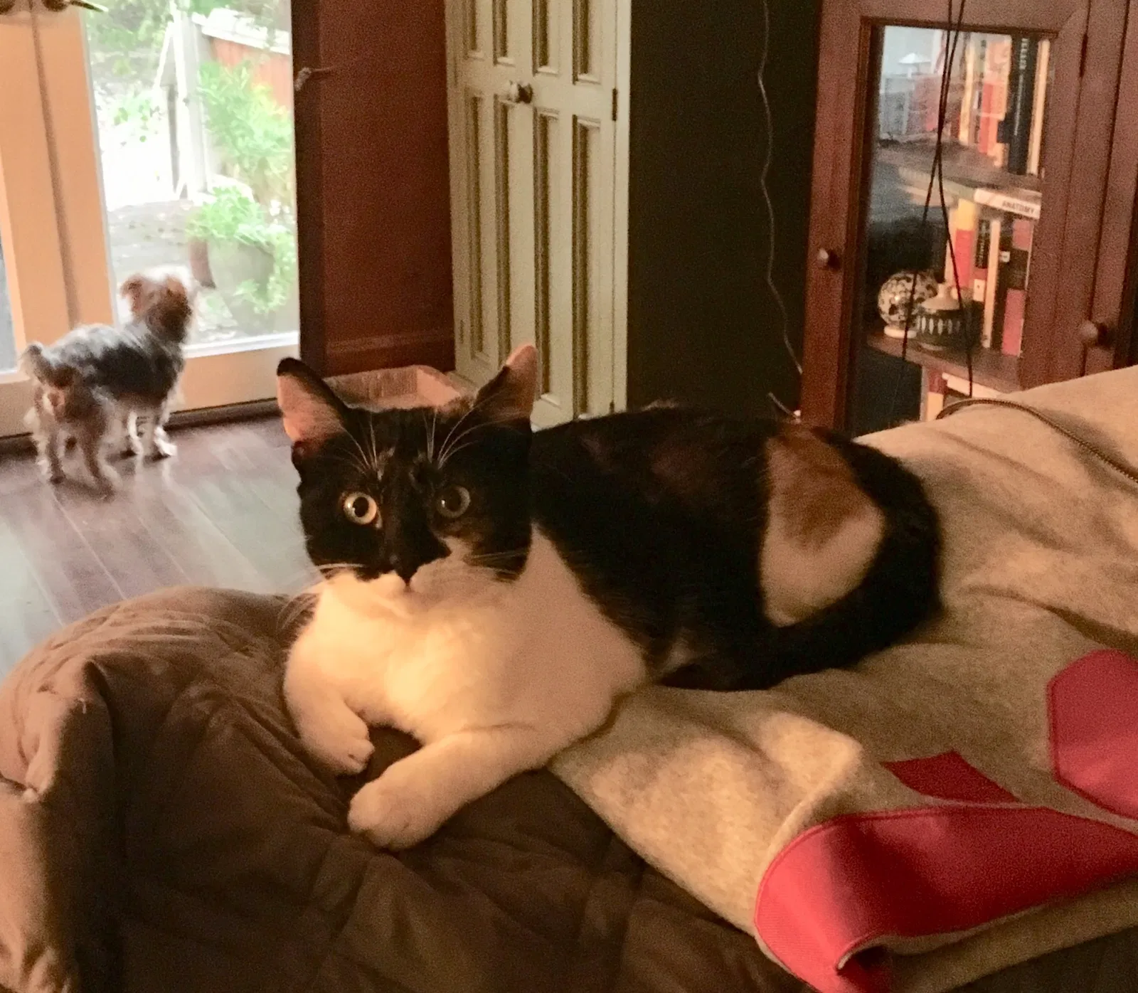 Lost cat in Whittier, CA, 90602