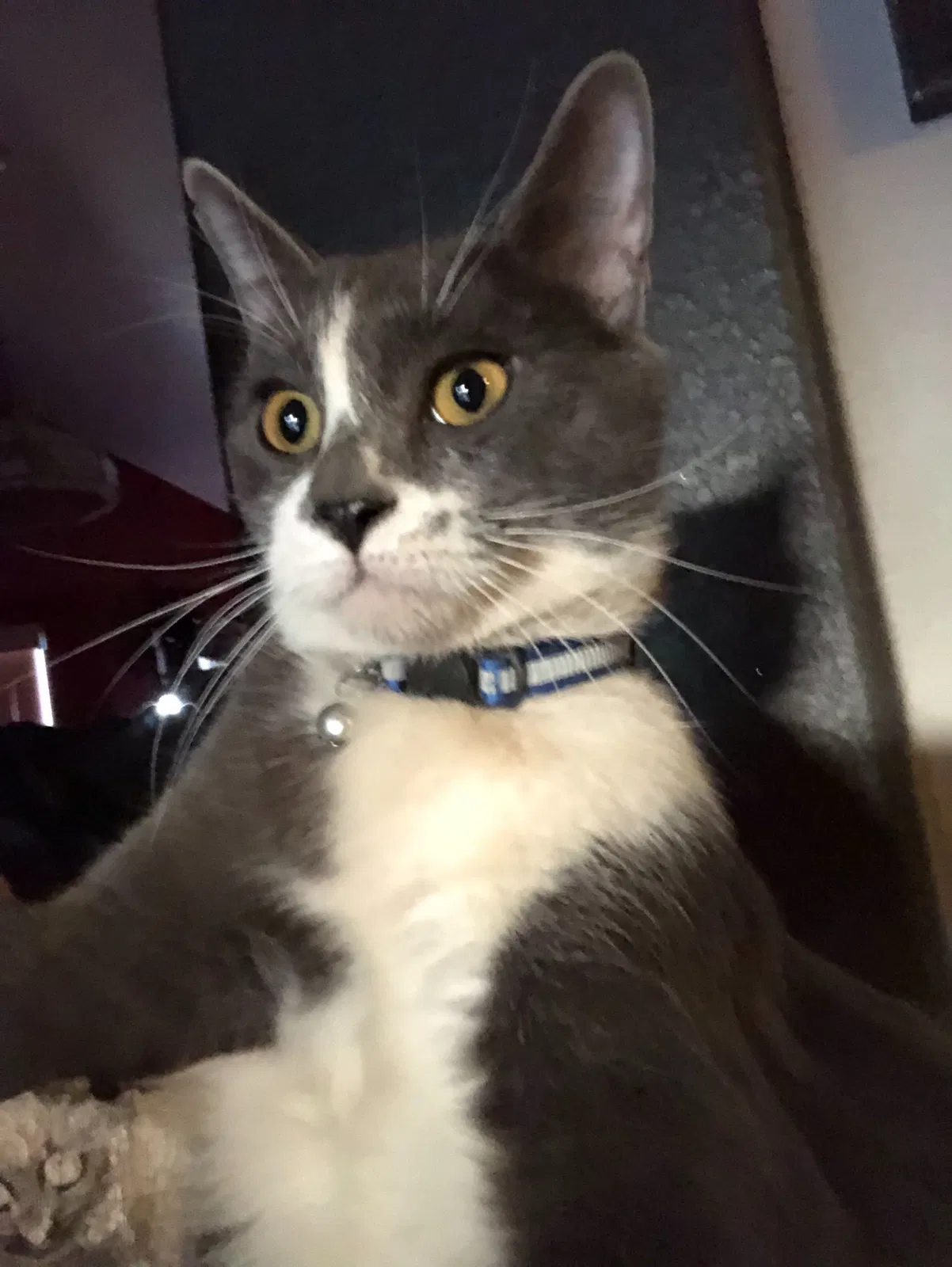 Lost cat in Tucson, AZ, 85746
