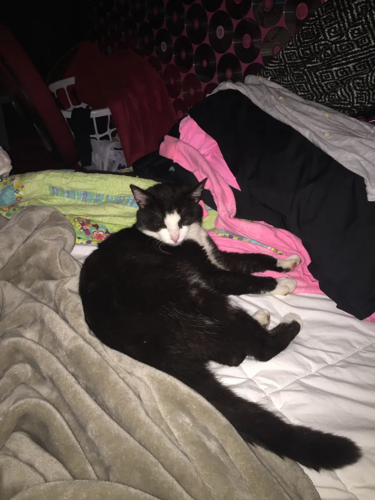 Lost cat in Massillon, OH, 44646