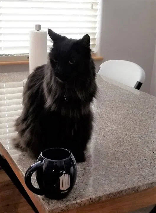 Lost cat in Denver, CO, 80228