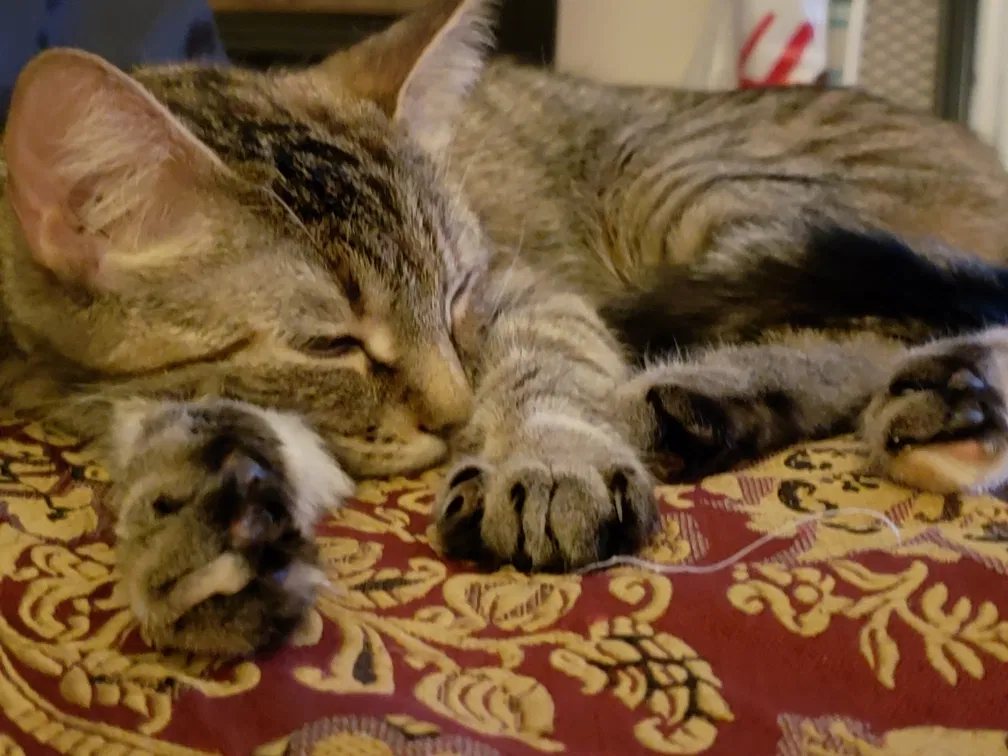 Lost cat in Aurora, CO, 80013