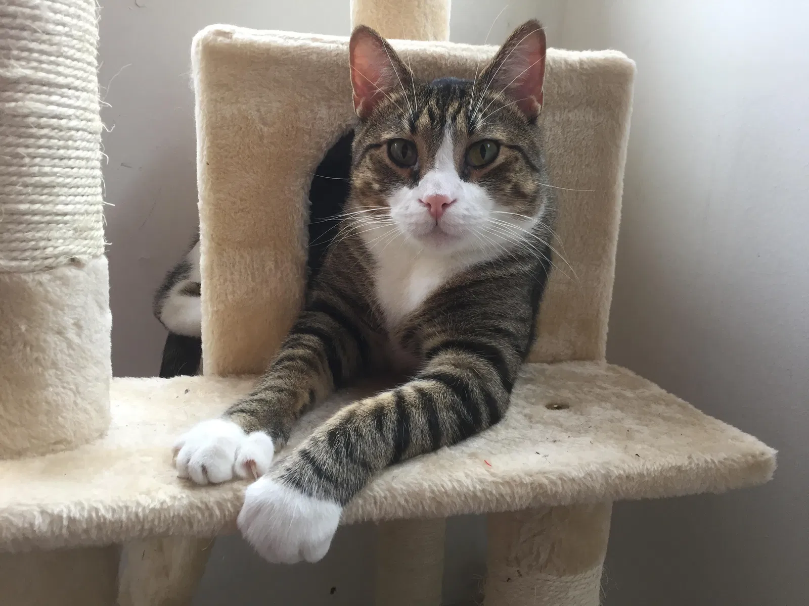 Lost cat in Rockford, IL, 61109
