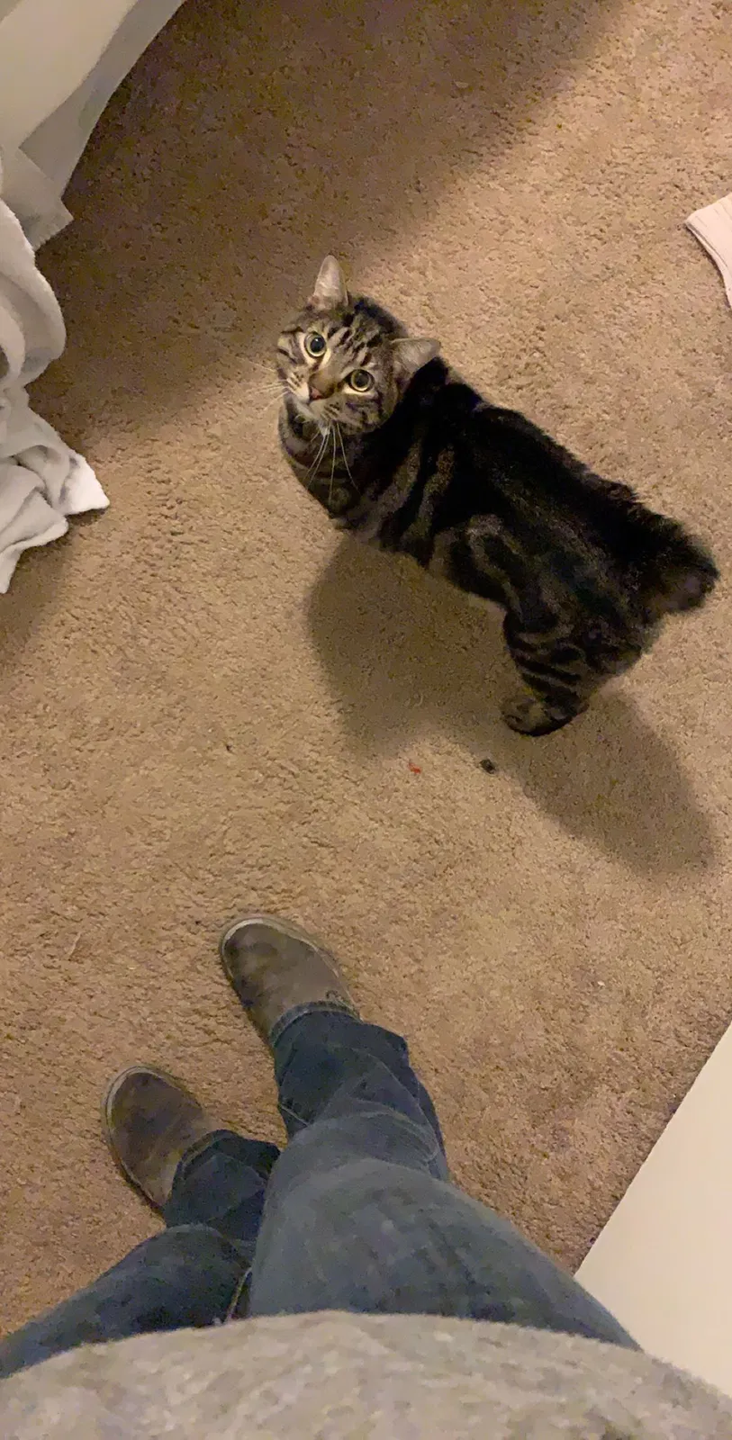 Lost cat in Fresno, CA, 93711