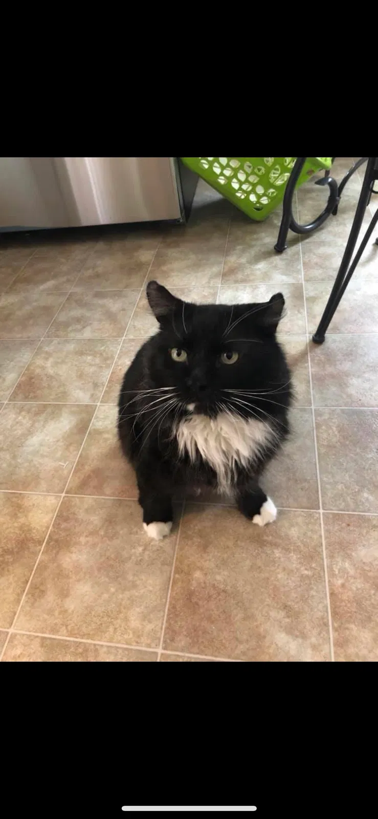 Lost cat in Providence, RI, 2906