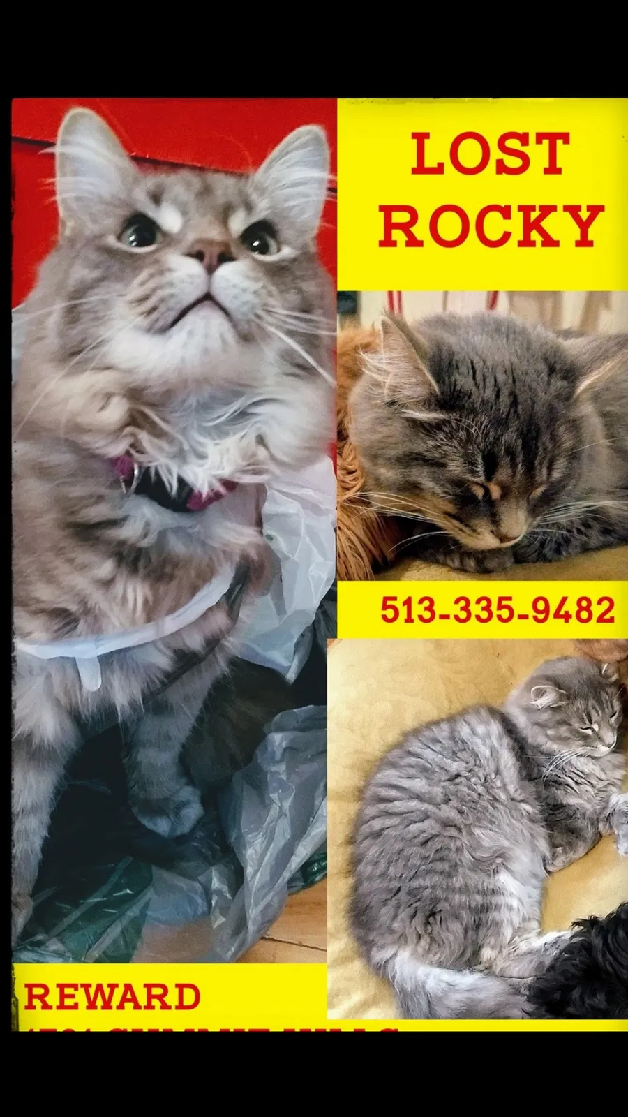 Lost cat in Cincinnati, OH, 45255