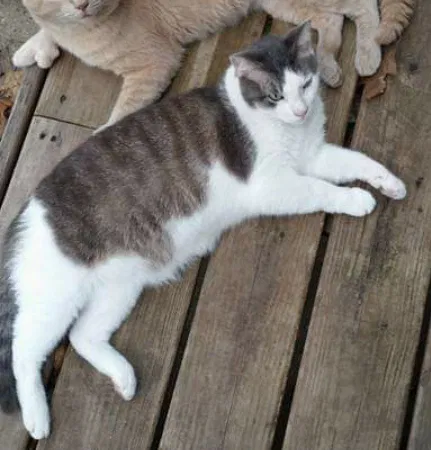 Lost cat in Kalamazoo, MI, 49009