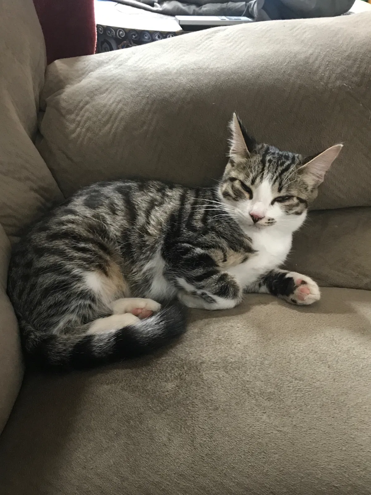 Lost cat in Hillsboro, OR, 97123