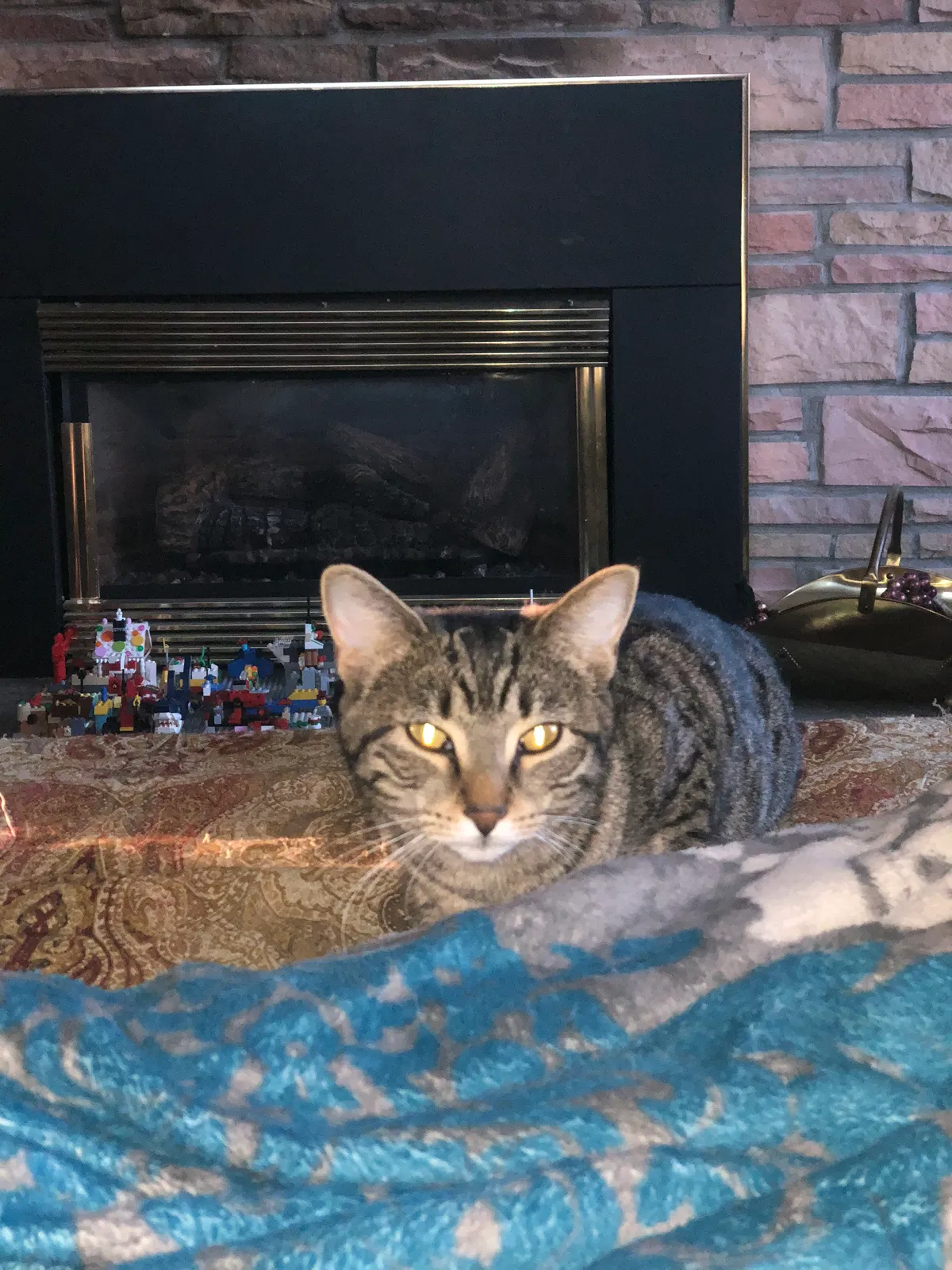 Lost cat in Syracuse, NY, 13212