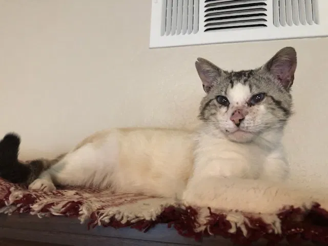 Lost cat in Rancho Cucamonga, CA, 91701