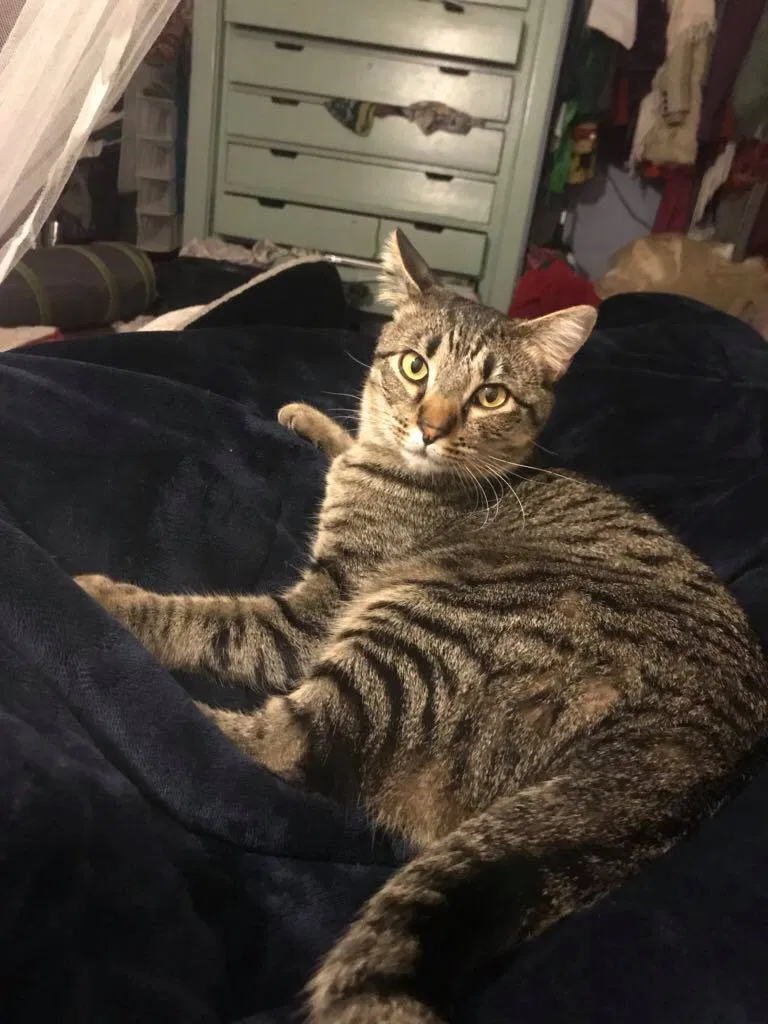 Lost cat in Spring, TX, 77381