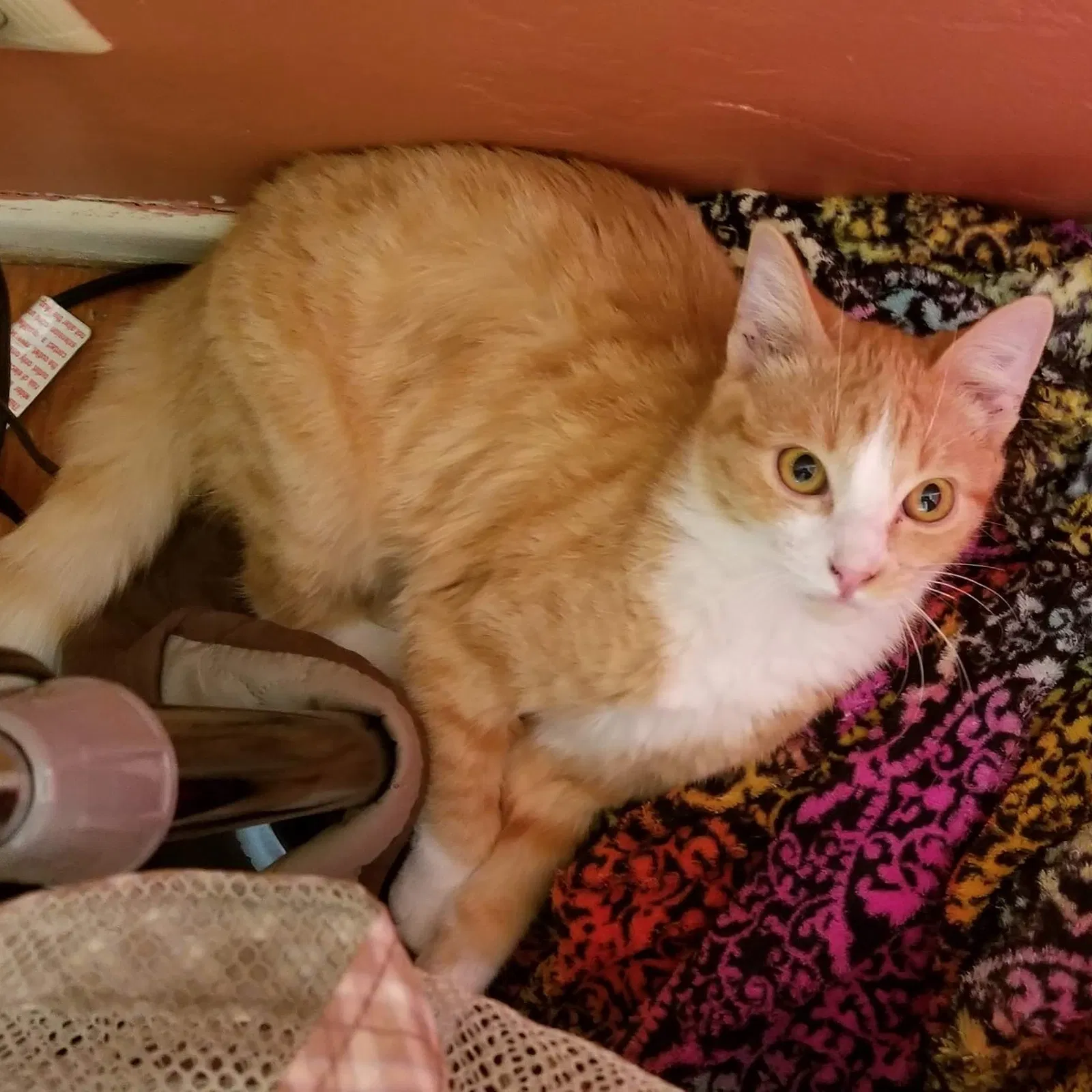 Lost cat in Visalia, CA, 93292