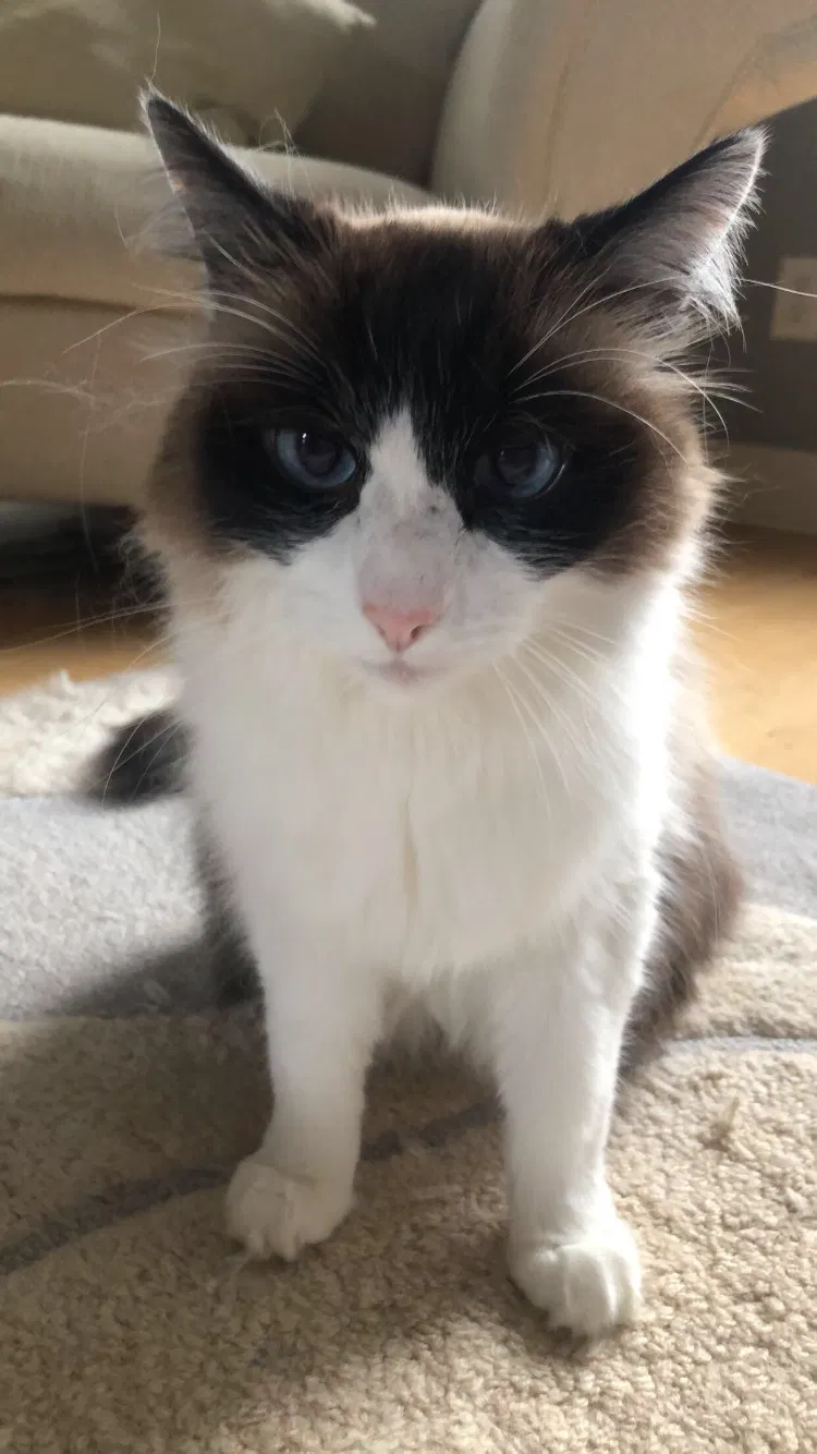 Lost cat in Salem, OR, 97303