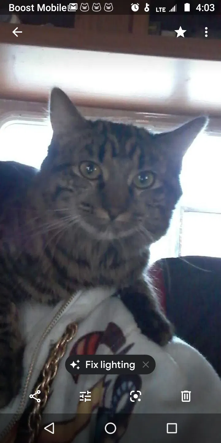 Lost cat in Prescott, AZ, 86303