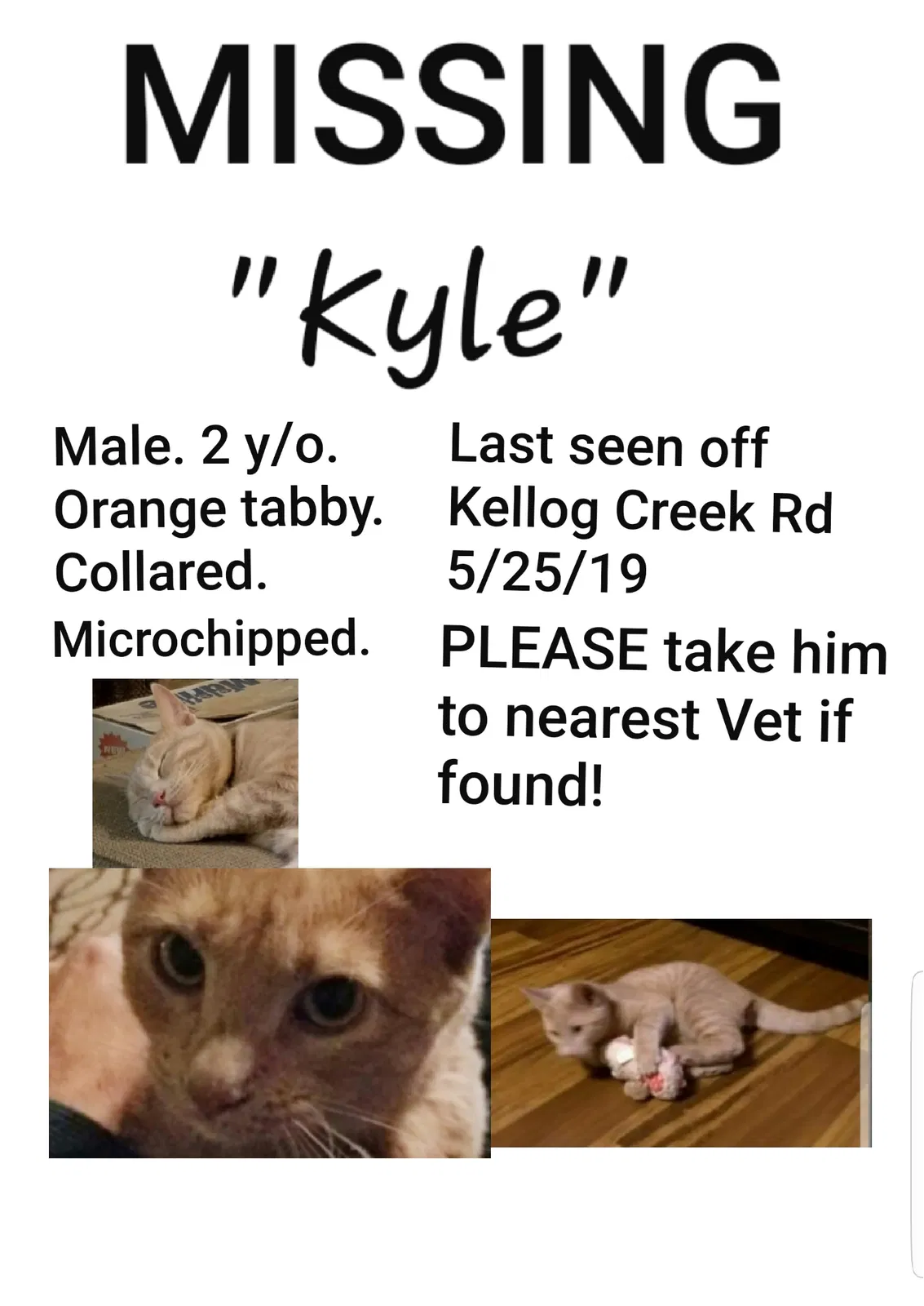 Lost cat in Acworth, GA, 30102