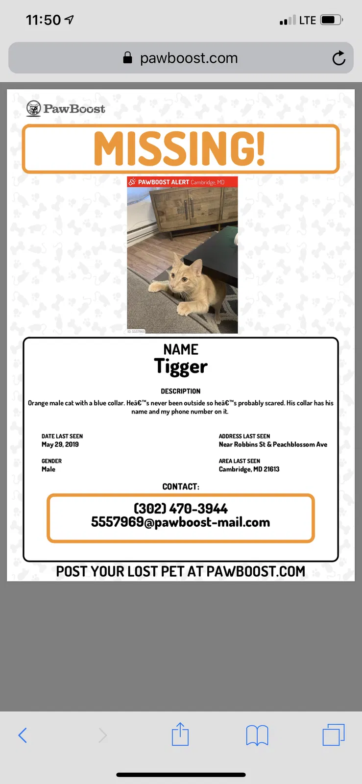 Lost cat in Cambridge, MD, 21613