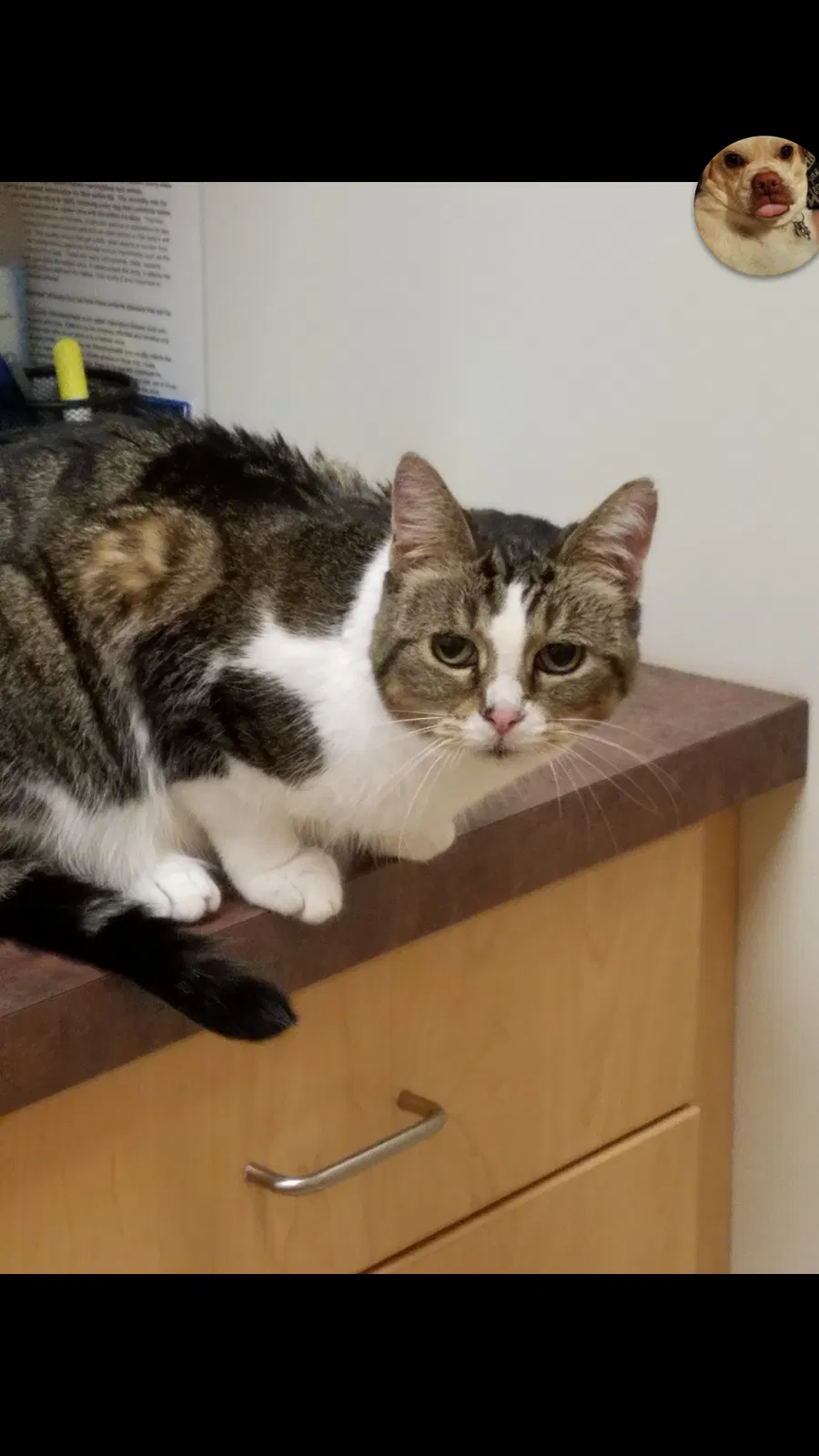 Lost cat in Madison, WI, 53704