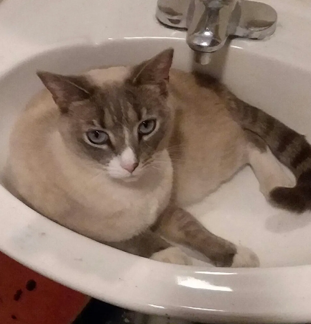 Lost cat in Albany, NY, 12209