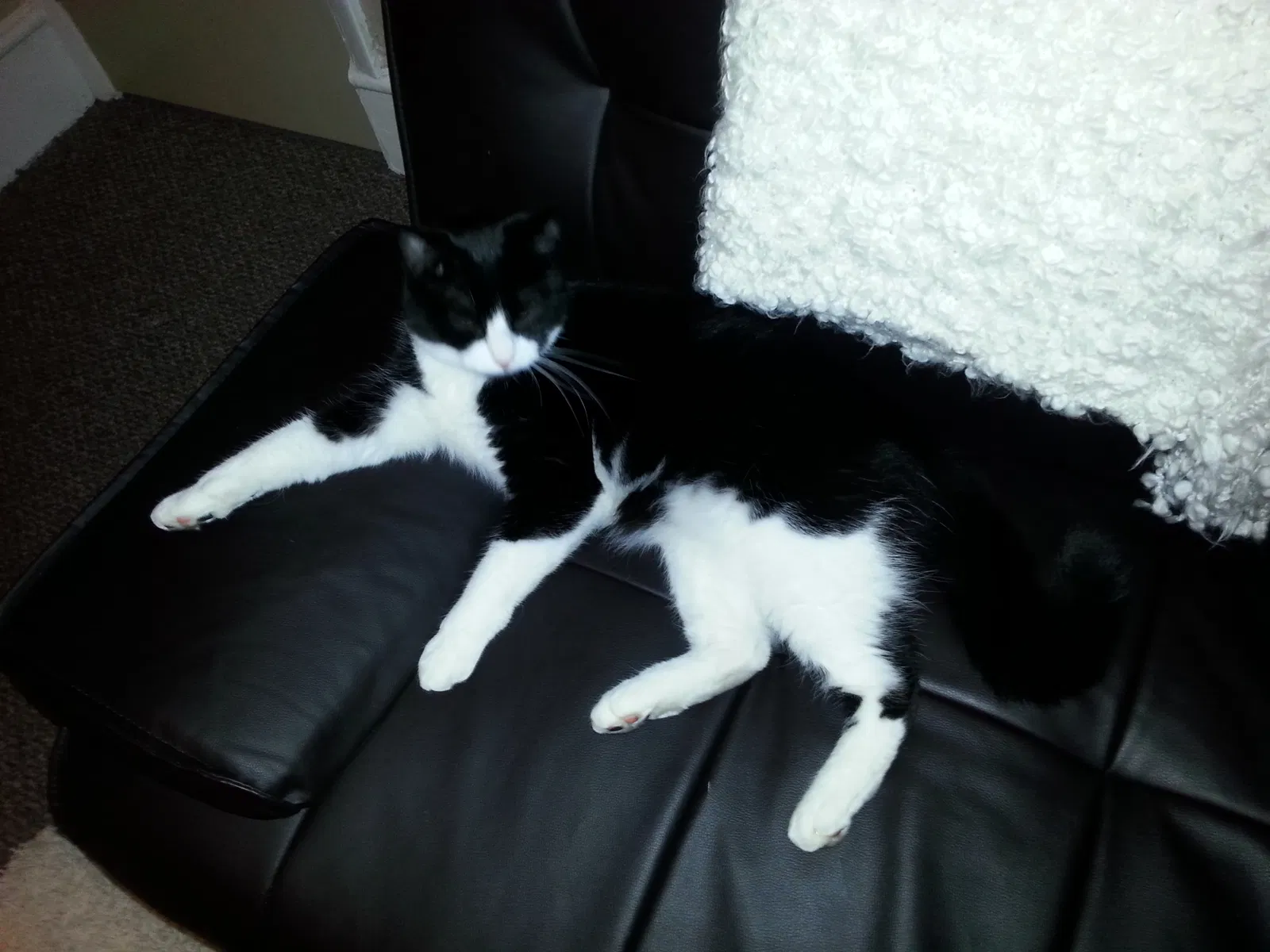 Lost cat in Slinger, WI, 53086