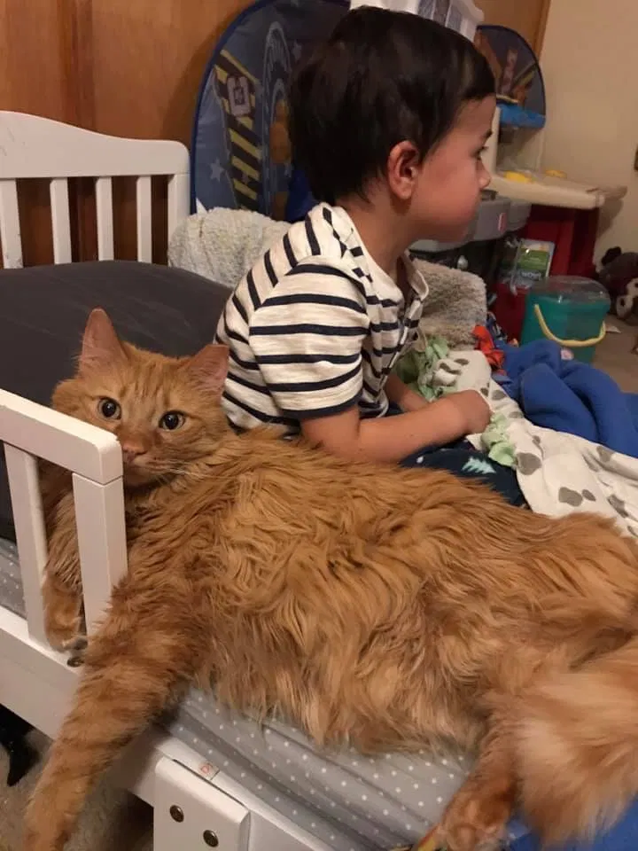 Lost cat in Farmer City, IL, 61842