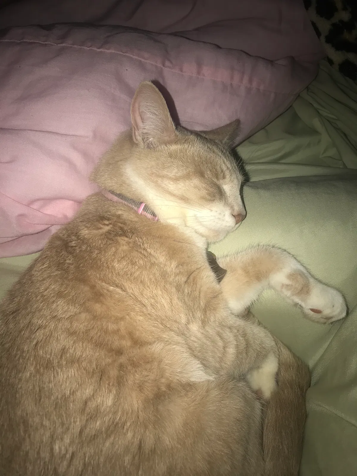 Lost cat in Cleveland, OH, 44105