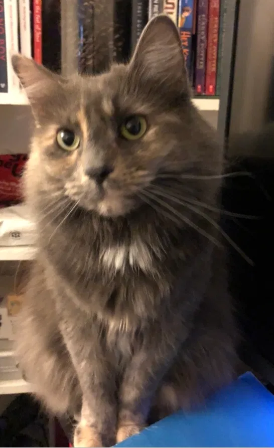 Lost cat in Post Falls, ID, 83854