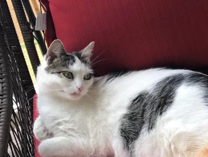 Lost cat in Ashburn, VA, 20147