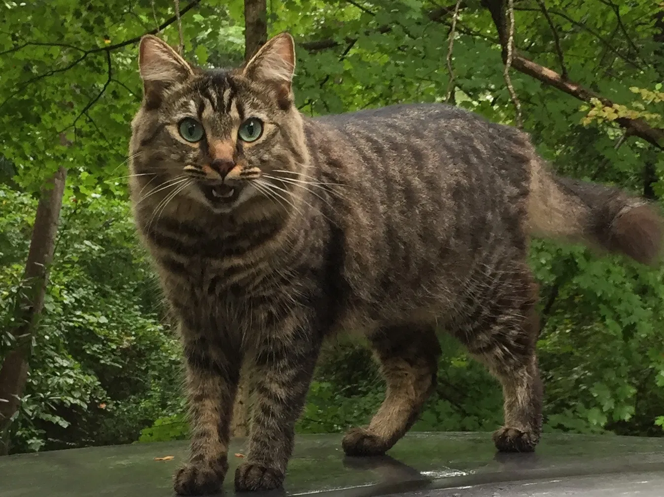 Lost cat in Gastonia, NC, 28054