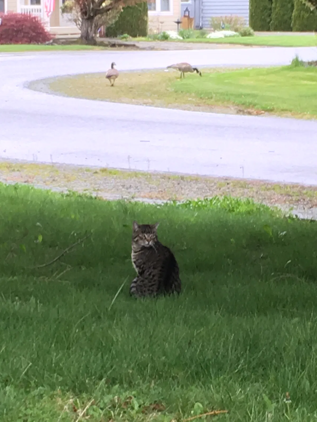 Lost cat in Burlington, WA, 98233