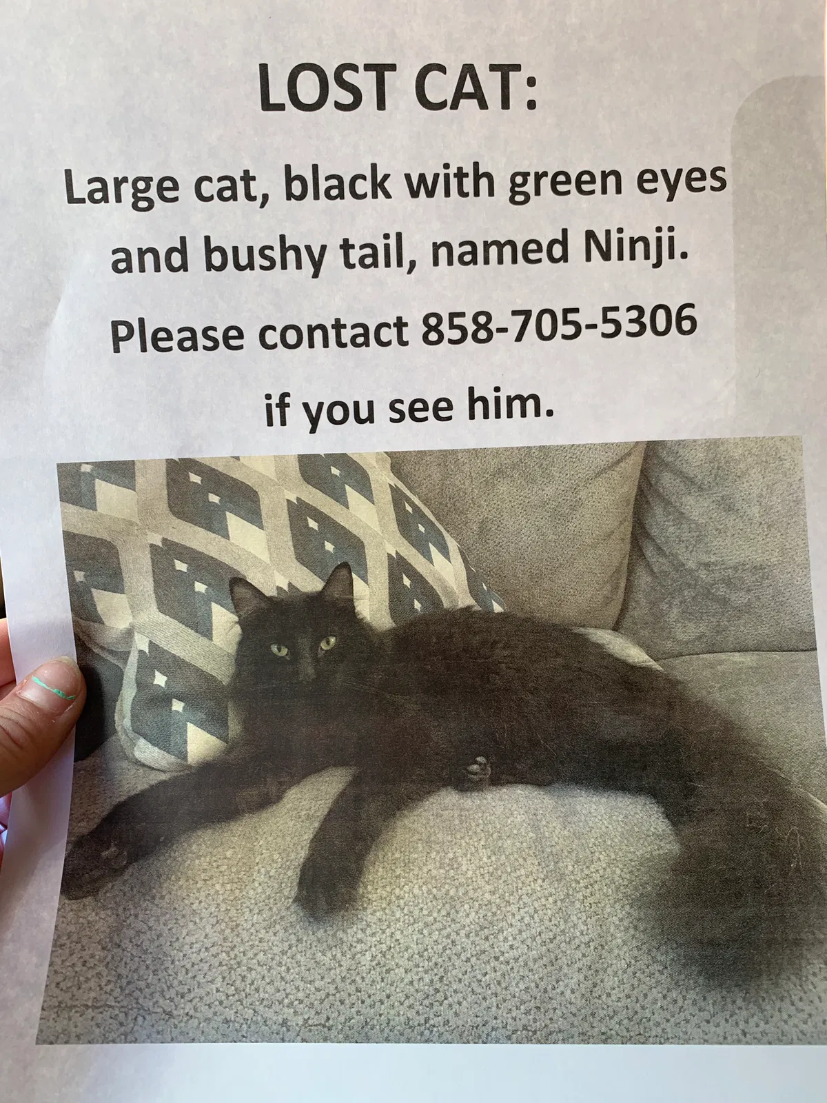 Lost cat in San Diego, CA, 92128