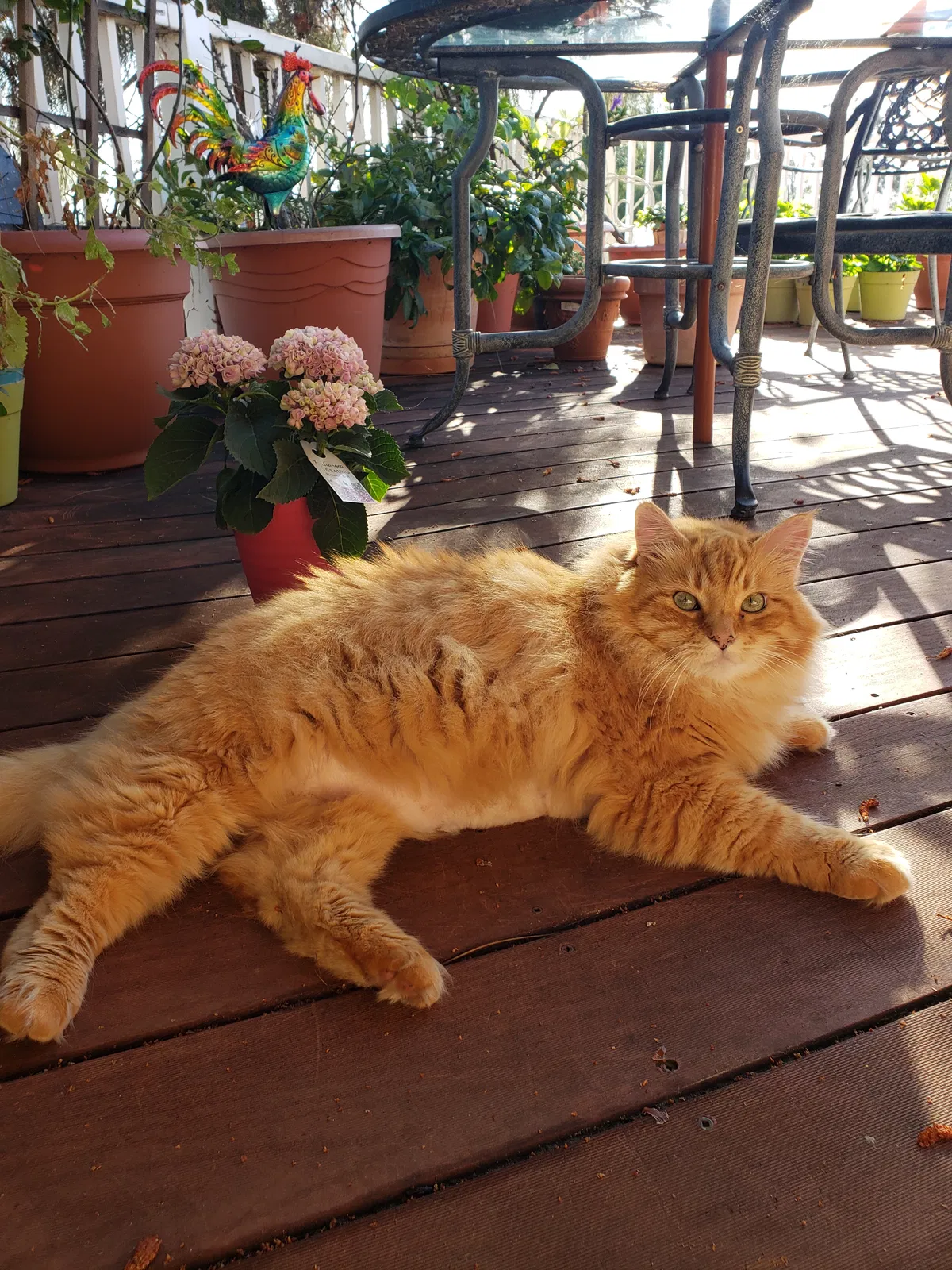Lost cat in Lakeside, CA, 92040