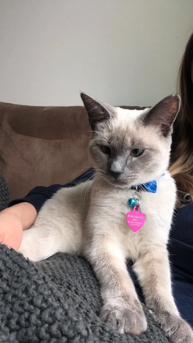 Lost cat in Gansevoort, NY, 12831