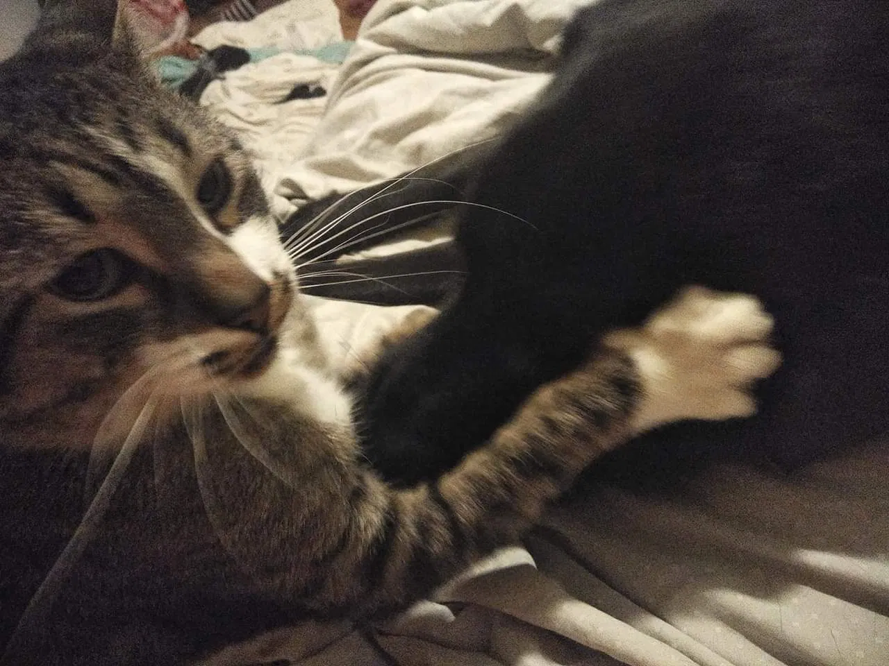 Lost cat in Iowa City, IA, 52240