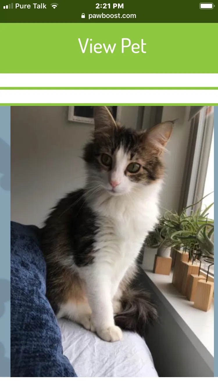 Lost cat in Rocky Mount, NC, 27804