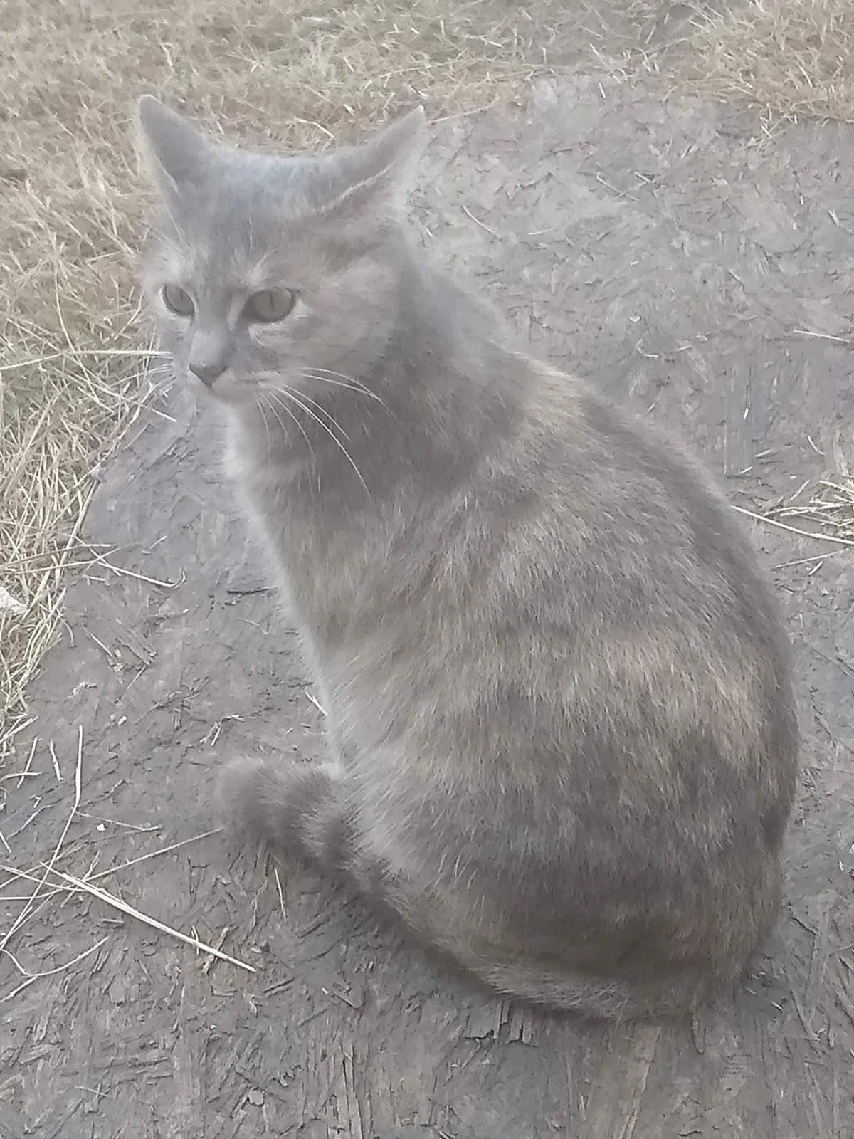 Lost cat in Kaufman, TX, 75142